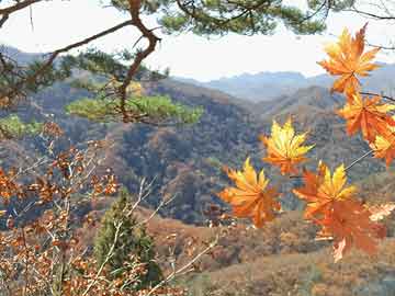 花香鸟语打一精准生肖